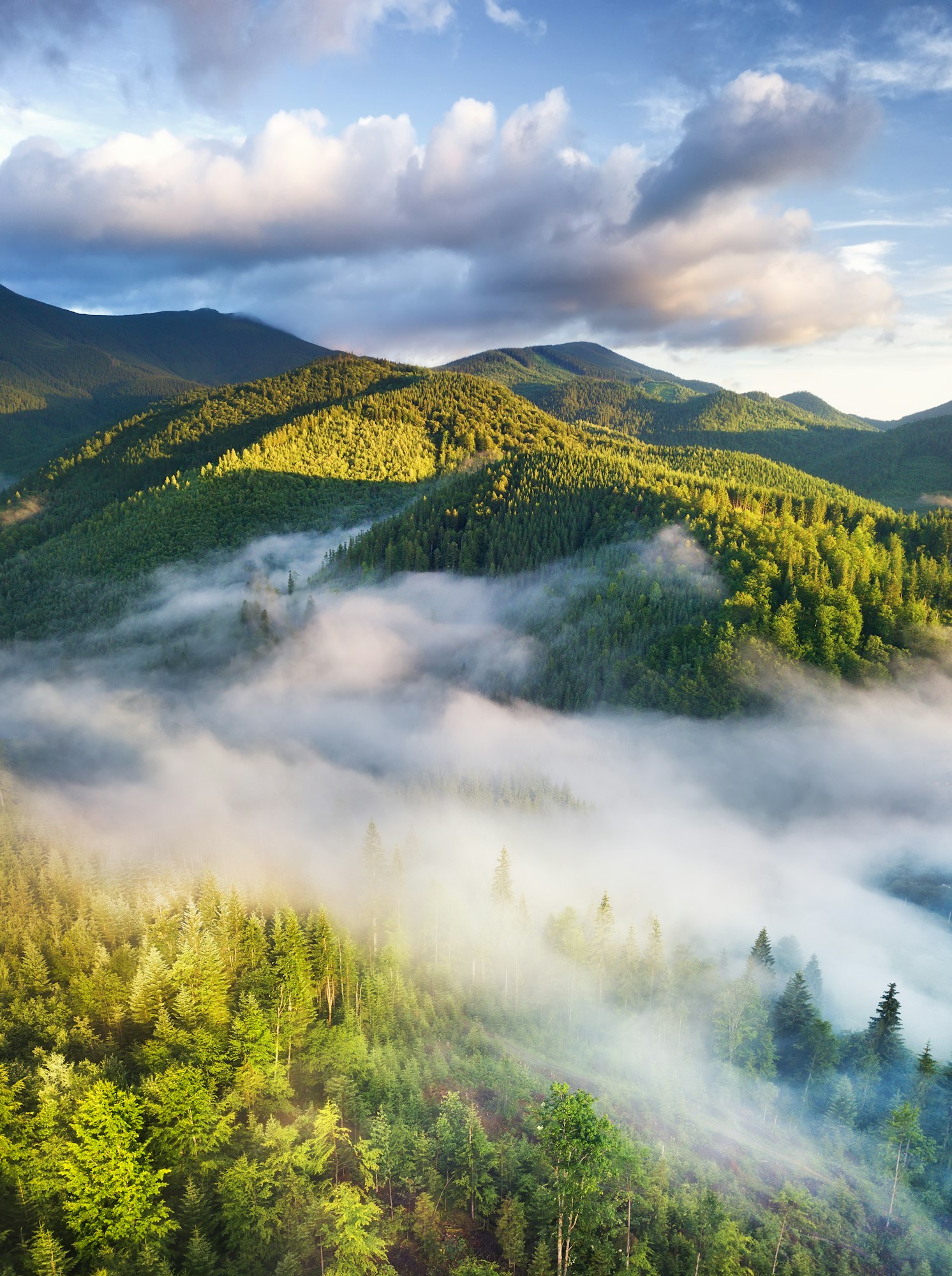 Forest and fog in the mountains. Summer landscape with a drone. A mountain valley.